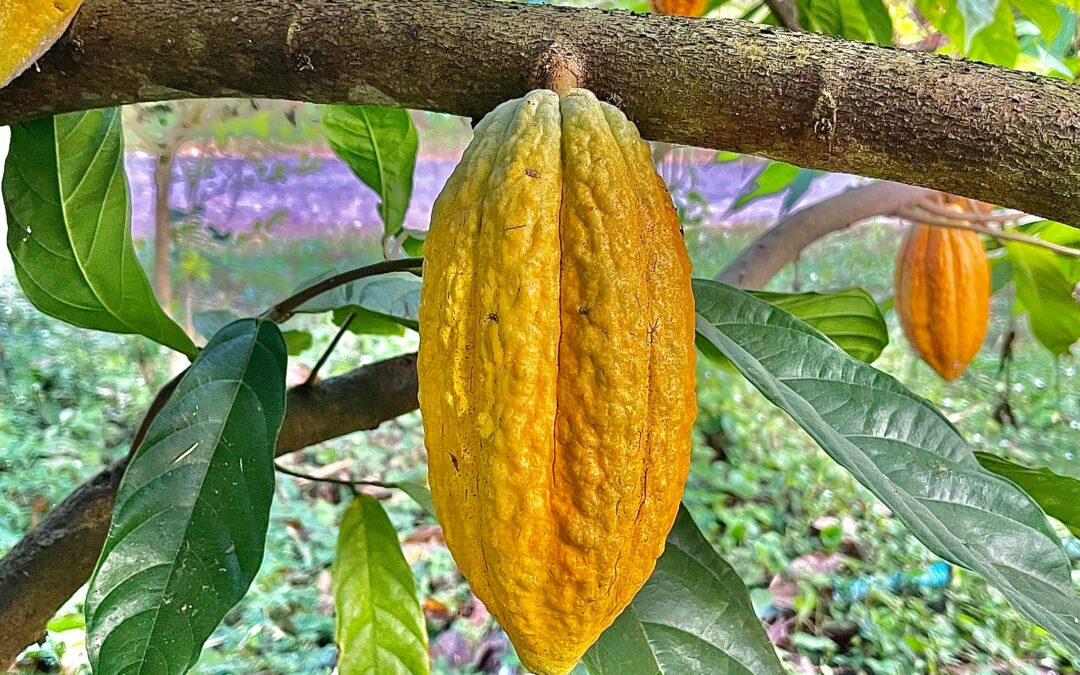 Le cacaoyer : au cœur d’un arbre peu ordinaire
