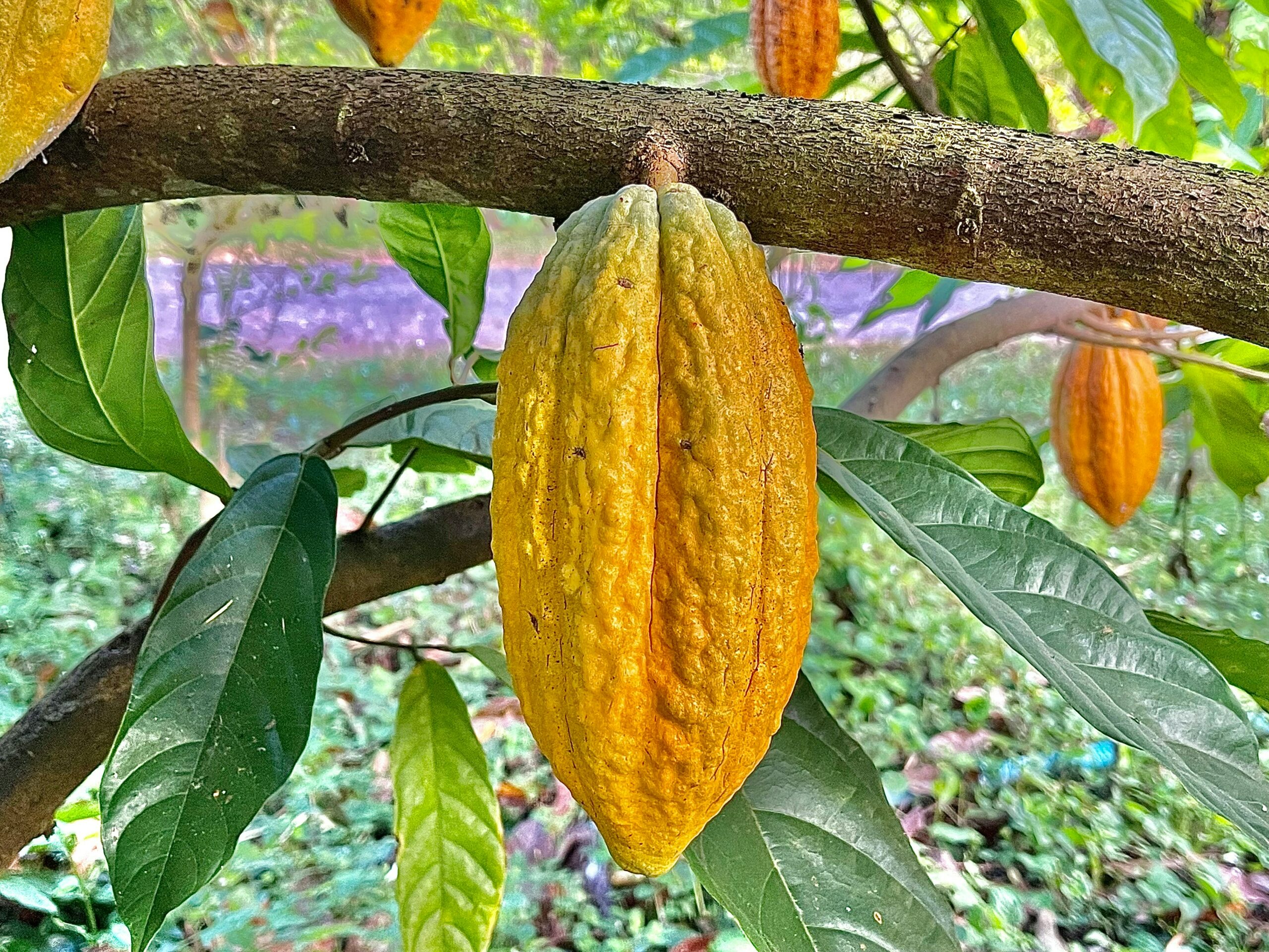 une cabosse de cacao jaune sur l'arbre